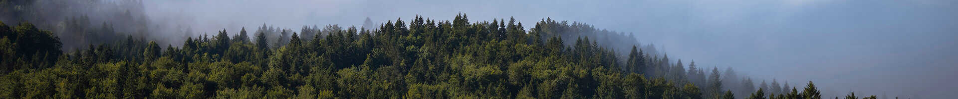 Arboles en bosque de pinos